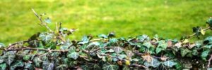 Controlling Ground Ivy in your Lawn