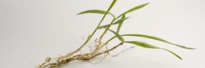 Crabgrass Control 101