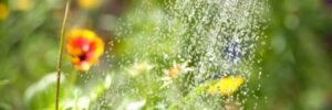 5 Ways to Conserve Water in the Garden