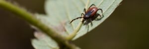 Tick on a Leaf