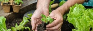 Planting Lettuce