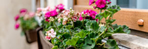 Flowers in a Window Planter