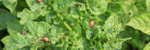 Tips for Keeping Pests Away From Your Landscape