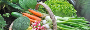 vegetables in a basket grown from a garden