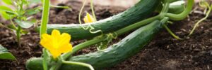 cucumbers in garden