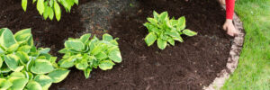 Gardener working on flowerbed