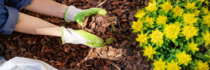 person laying mulch