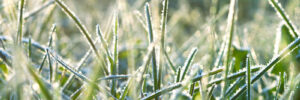 Grass with Frost