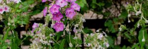 Colorful flower in residential flower bed