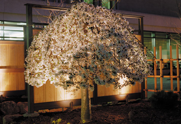 A small, illuminated tree with white blossoms stands in front of a building at night, casting a shadow on the ground.