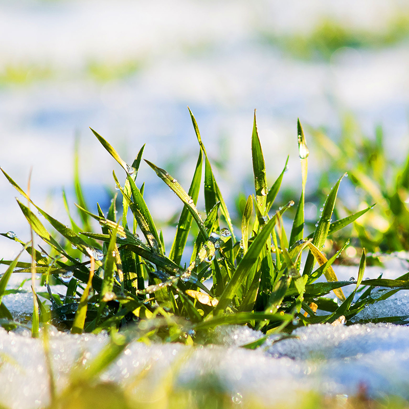 Close-up of green grass blades covered in morning dew and surrounded by snow, with sunlight creating a soft glow.