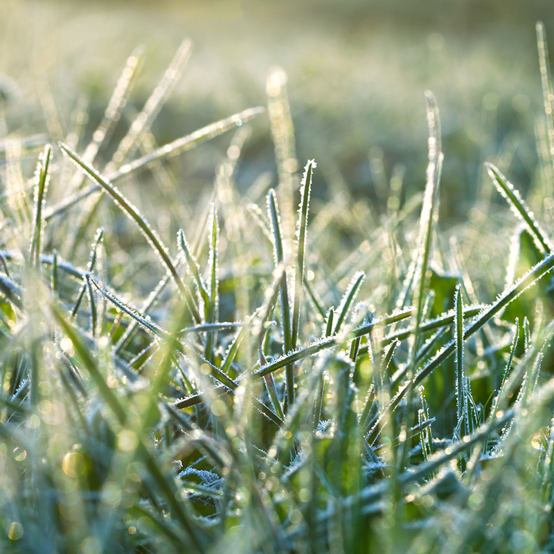 Close-up of grass blades covered in morning frost, with sunlight creating a shimmering effect.