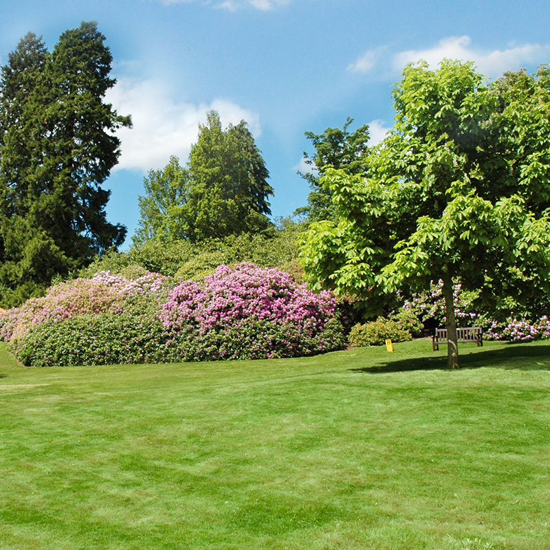 A park scene with green grass, a bench, and trees, including leafy and flowering ones, under a partly cloudy blue sky.